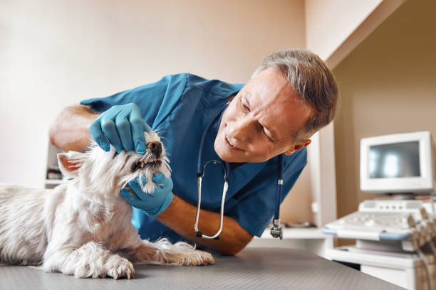 Best Emergency Tooth Extraction in Fenton, MO